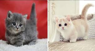 6,343 likes · 707 talking about this. I Can Has Cheezburger Munchkin Cat Funny Animals Online Cheezburger
