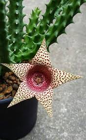 Pin En Cactus Y Suculentas