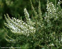 Maybe you would like to learn more about one of these? Texas Native Plants Database