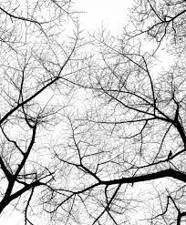Check spelling or type a new query. 1000 Black And White Tree Pictures Download Free Images On Unsplash