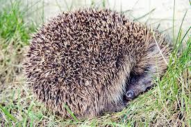 Attracting Hedgehogs To Your Garden Sparrows Blog Wildlife Gardening Little Garden Garden