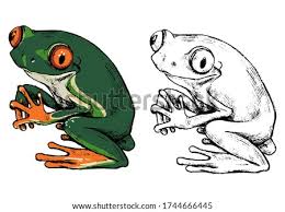 Red eyed tree frog coloring pages are a fun way for kids of all ages to develop creativity, focus, motor skills and color recognition. Shutterstock Puzzlepix