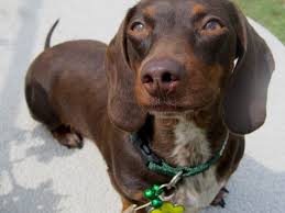 Black And Tan Reverse Dapple Dachshund Arizona Ground Hounds Mojo Chocolate Hidden Dapple Www Arizonagroundhounds Com Dachshund Puppies Hound Doxie