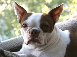New litters are expected in fall. Moving A Boston Terrier Overseas Hazel S Travel Story Petrelocation