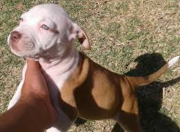 We did not find results for: American Pitbull Terrier Puppies For Sale Johannesburg American Pit Bull Terrier Puppies Dog Breeders Gallery 111736