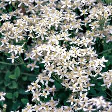 Maybe you would like to learn more about one of these? Sweet Autumn Clematis From Park Seed