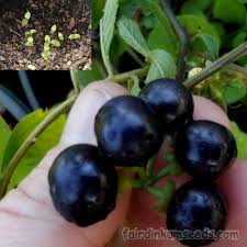 Image result for Solanum scabrum