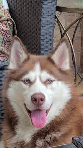 My sweet boy. He has been such a wonderful addition to our family.