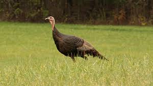 The wild turkey (meleagris gallopavo) of eastern and central north america and the ocellated turkey (meleagris ocellata) of the yucatán peninsula in mexico. Why Is Turkey Synonymous With Thanksgiving