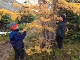 Users with some hiking experience will likely think this hike is easier than others, but those with less experience in the canadian rocky mountains and their elevation gain should prepare for a more challenging route. Family Adventures In The Canadian Rockies Our Favourite Autumn Hikes For Golden Larch Trees