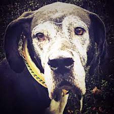 Hallo meine name ist plumps, ich bin ein fast drei jahre alter blauer deutscher doggenrüde. Deutsche Doggen Aus Dem Tierschutz Suchen Ein Zuhause Posts Facebook