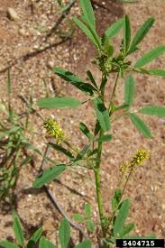 Image result for Melilotus indicus