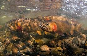 Pictures Trout Vs Trout In Yellowstone Lake National Geographic Trout Cutthroat Trout Yellowstone