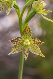 Image result for Orchidaceae