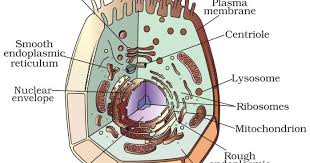 While animal cells may have many tiny vacuoles, a plant cell usually has a single large vacuole, which serves as a storage tank for food, water, waste. Extreme Classes Class 9th Fundamental Unit Of Life