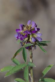 Image result for Grona afra