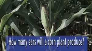 How many ears of corn in a bushel. How Many Ears Will A Corn Plant Produce Youtube