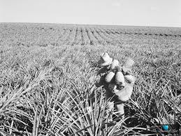 Historical Pineapple Fields In Lanai Hawaii For The Dole Food Company Vintage Hawaii Hawaii Lanai Island