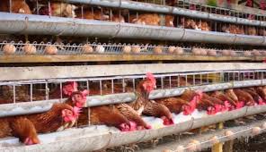 Demikianlah syair sidney hari ini yang bisa kami sajikan. Larangan Antibiotik Untuk Pakan Ternak Pengaruhi Harga Telur Ayam