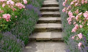 Garden Ideas Border Ideas Path Ideas Hedge Ideas Lavender Hidcote Rose Bonica Lavandula Angustifolia Hidc Lavender Garden Lavender Hidcote Garden Borders