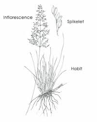 Image result for Sporobolus sanguineus