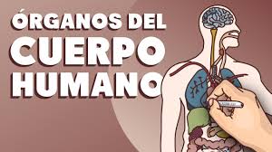 Organos Del Cuerpo Humano Youtube