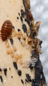 Image result for bed bugs eggs