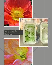 Laura Douaihy (@latebloomerinbakerville) • Instagram photos ...