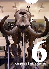 Bones do decay, just at a slower rate than other organic material. Anatomy And Physiology Of Animals The Skeleton Wikibooks Open Books For An Open World