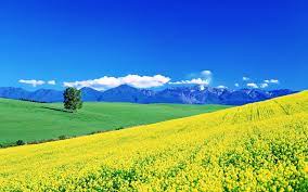 sunny fields wallpaper countryside wallpaper yellow fields sky mountain