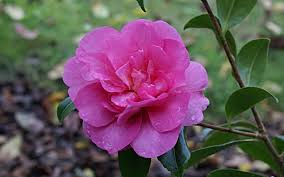 Pin On Flowers