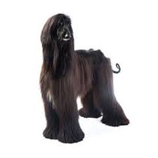 Even if you bred two dogs with long, flowing, locks you would be likely to get only one or two long haired puppies in the litter. Long Haired Dog Breeds Purina