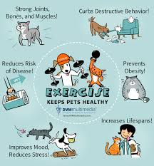 When it comes to the health and wellness of your beloved family pet, why should it be any different? Pet S Need Exercise Too Highland Veterinary Clinic