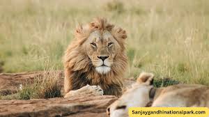 Lion Safari at Sanjay Gandhi National ...