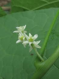 Image result for Menispermaceae