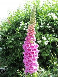 Pin On New Gardening Know How Articles