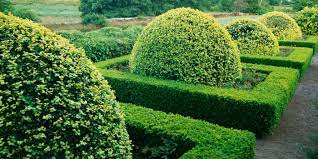 Maybe you would like to learn more about one of these? Boxwoods Make Gardens Better