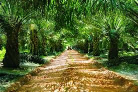 Kelapa sawit afrika, elaeis guineensis, berasal dari afrika barat di antara angola dan gambia, manakala kelapa sawit amerika, elaeis oleifera. Klk Perkukuh Kedudukan Dalam Pasaran Kelapa Sawit Semasa Mstar