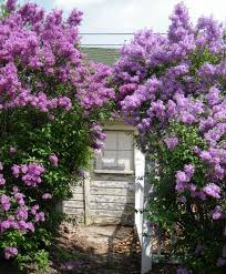 Photo Lilac Garden Wunderground Com Lilac Tree Lilac Gardening Lilac Plant