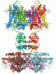Check spelling or type a new query. Membrane Protein Wikipedia