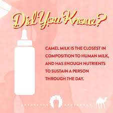 This is likely because camel milk contains a different protein than other dairy products — one that doesn't trigger an immune response. Benefits Of Camel Milk