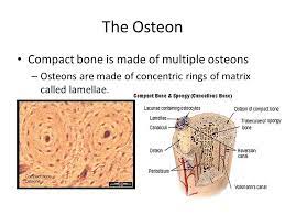 Under thelight microscope, students can see osteons, which consist of concentric layersthat are also referred to as lamellas. Microscopic Structure Of Compact Bone Ppt Video Online Download