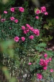 Image result for Aster chimanimaniensis