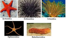 We did not find results for: Pengertian Echinodermata Ciri Ciri Klasifikasi Reproduksi Peranan
