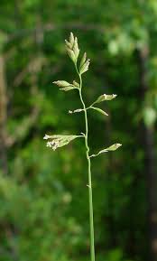 Image result for Poa binata