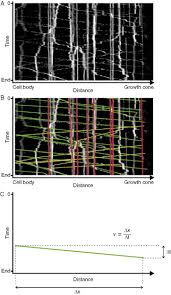 Vectores imagenes y arte vectorial de stock sobre anatomy. Visualization And Quantification Of Mitochondrial Dynamics In Living Animal Cells Sciencedirect