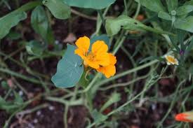 Image result for Tropaeolaceae