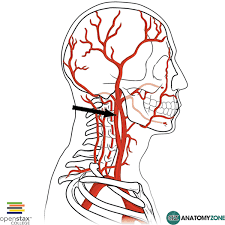 Blood is carried to the brain through blood vessels called arteries. Internal Carotid Artery Anatomyzone