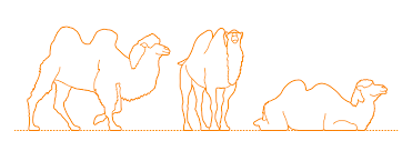 They eat desert vegetation, such as grasses, herbs, and leaves. Bactrian Camel Dimensions Drawings Dimensions Com