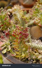 Image result for Monadenium lugardiae